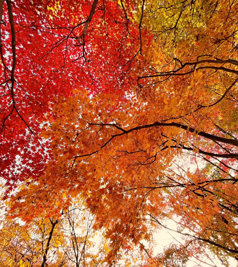 서울대학교 단풍