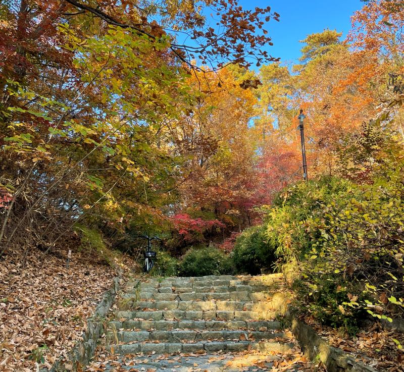 서울대학교 단풍