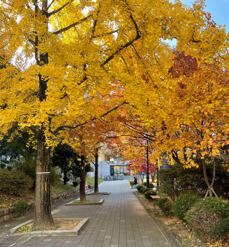 서울대학교 단풍